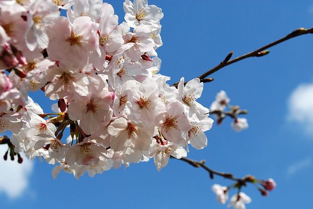 cherry-blossoms-1265247_640 (1).jpg