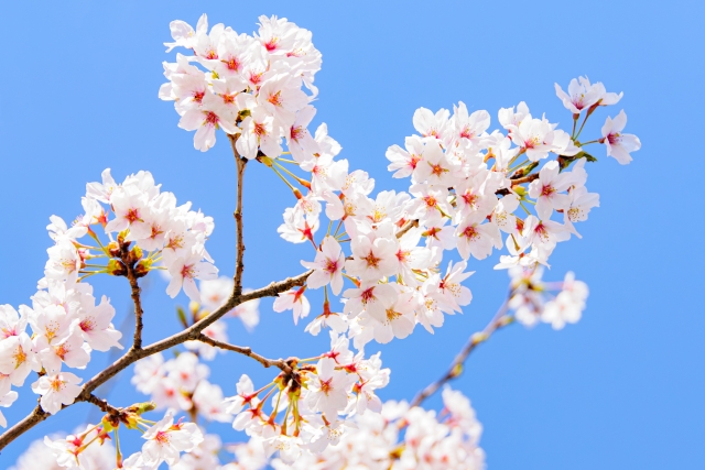 2026年度 中学入試合格速報：その一歩が、未来を創る。