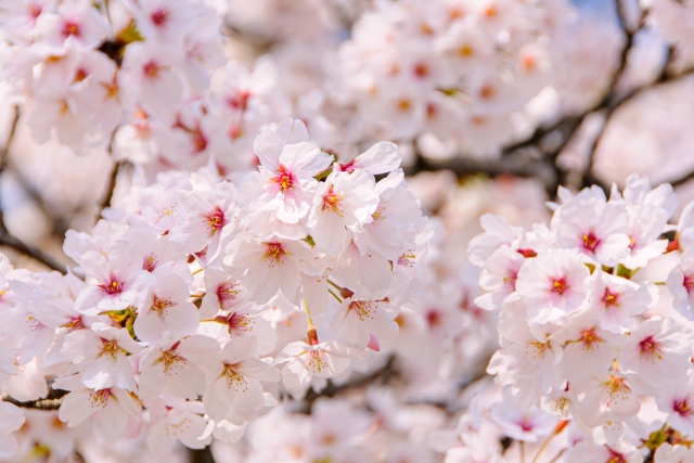 【合格体験記①】「悔しい」という気持ちが、私を一番成長させてくれた。