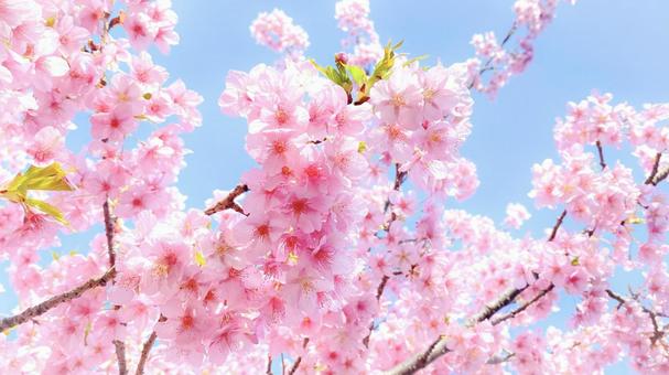 【速報】大教大天王寺二次試験受験者　【全員合格🌸】